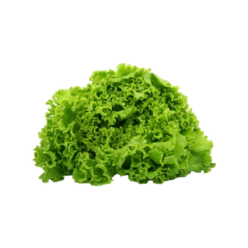 Lechuga Escarola 1 Pza