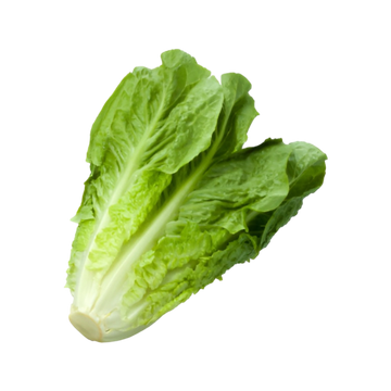 Lechuga Orejona 1 Pza
