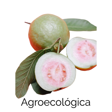 Guayaba