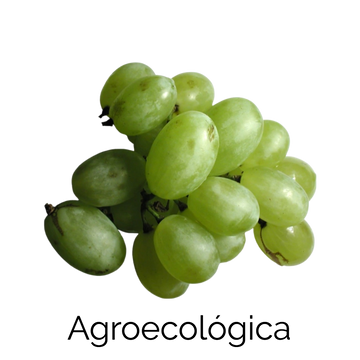 Uvas Blancas