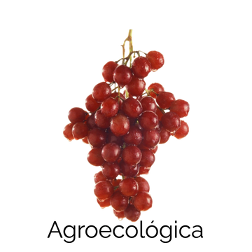 Uvas Rojas