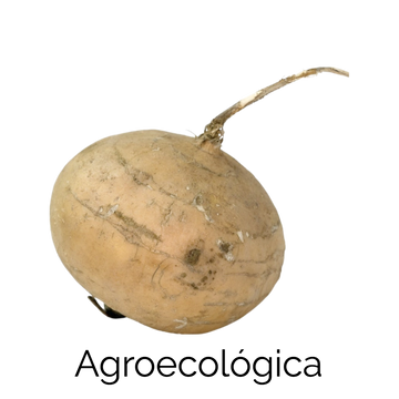 Jicama