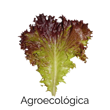 Lechuga Sangría