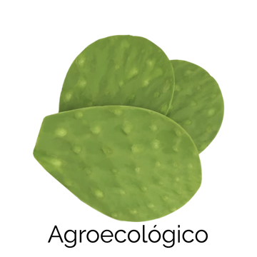 Nopal Limpio