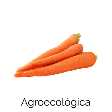 Zanahoria