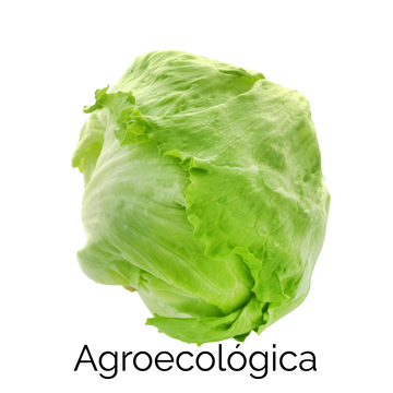 Lechuga Romana