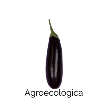 Berenjena