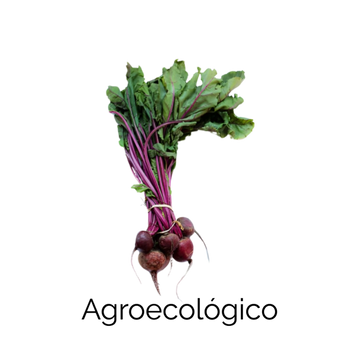 Betabel 500g 1 Pza