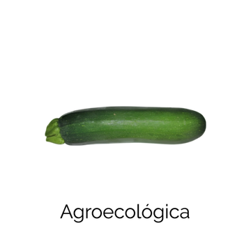 Calabacita