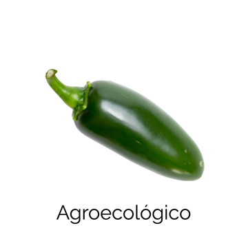Chile Jalapeño