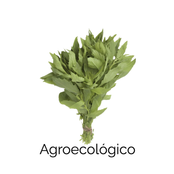 Epazote