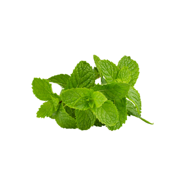 Menta en Manojo