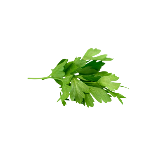Cilantro