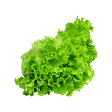 Lechuga Italiana 1 Pza