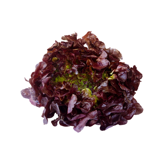 Lechuga Sangría