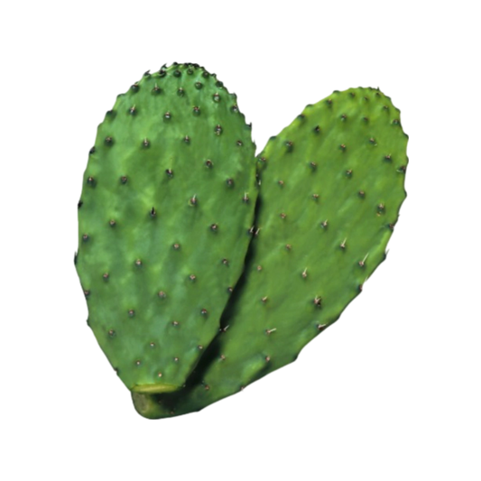 Nopal Limpio