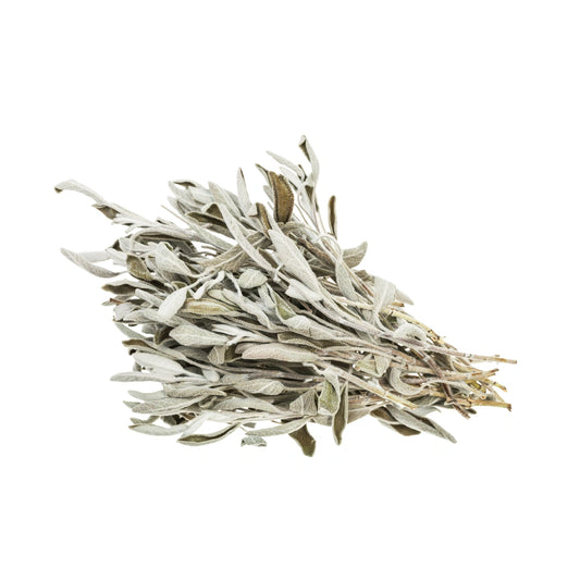 Salvia