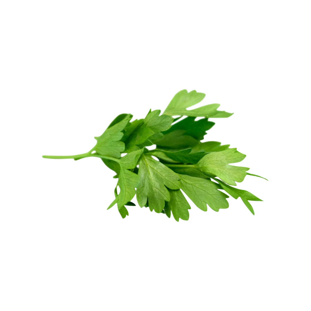 Cilantro