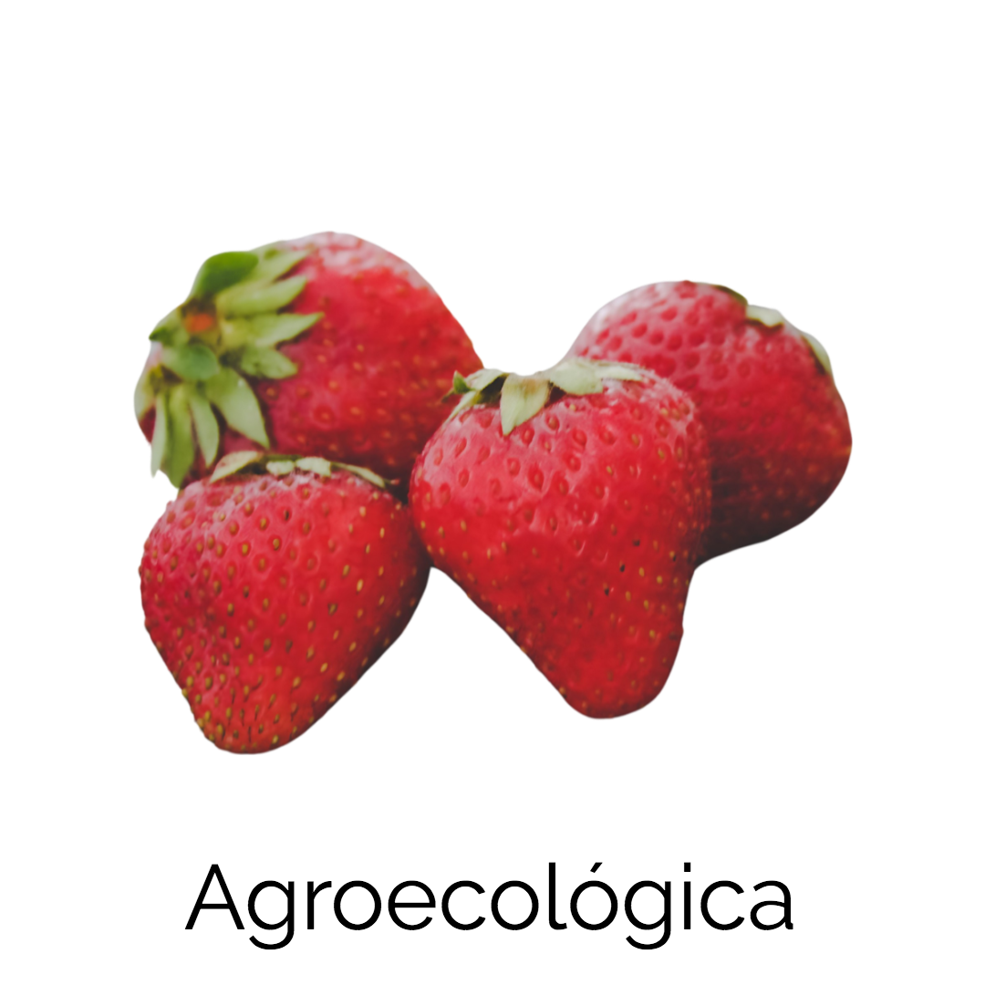 Fresas