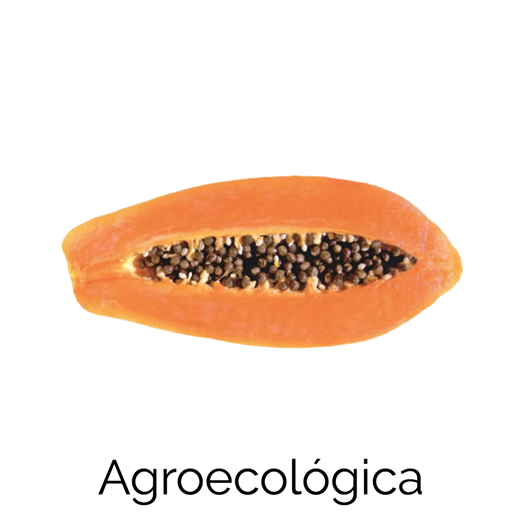 Papaya