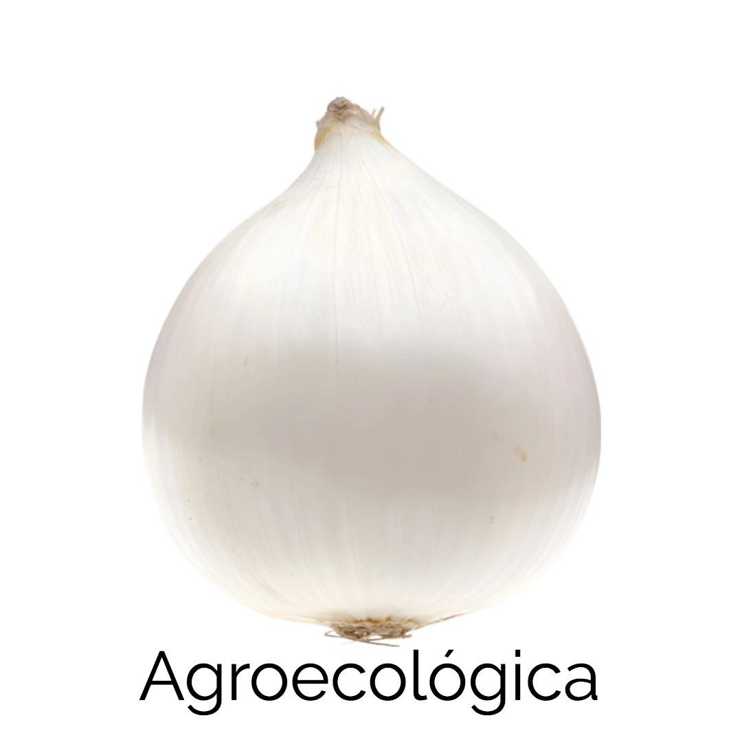 Cebolla Blanca