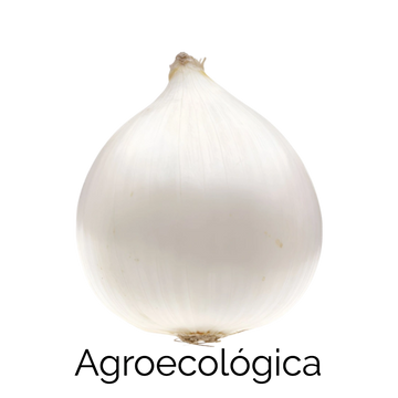 Cebolla Blanca