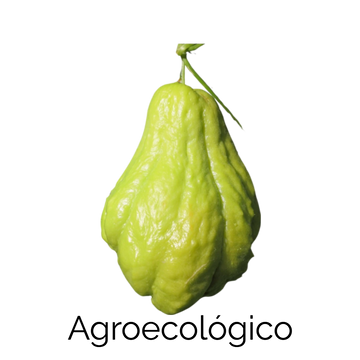 Chayote