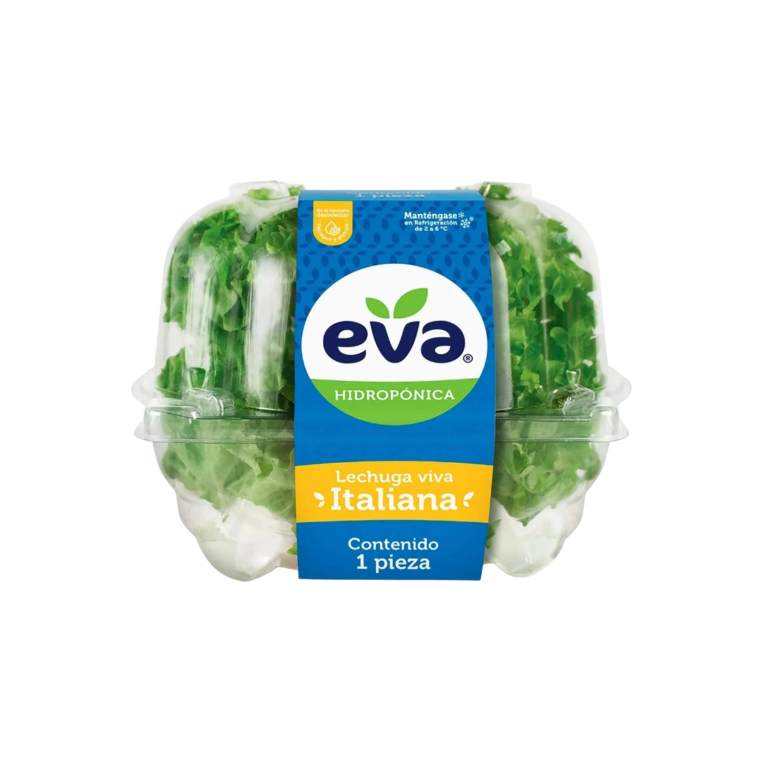 Lechuga Hidropónica Italiana Eva 1 Pza
