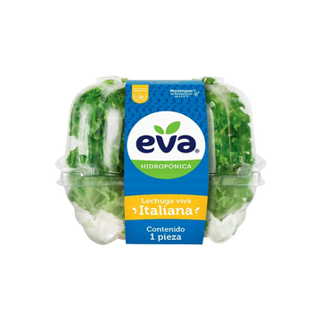 Lechuga Hidropónica Italiana Eva 1 Pza